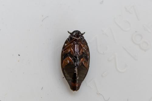 Réf. 277 464 : Gyrinus sp.